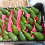 42149af6-1f79-40b0-a1ab-4c633d48dd73