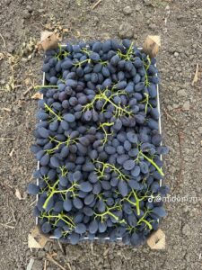 45154f5a-4d7c-41da-b6bd-7b804e871460