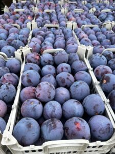 46634a65-3757-4804-b1cd-5c362d46bded