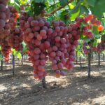 d346d2e5-5a65-4f32-bbfd-b48a2d2b0d48